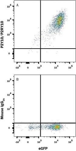 Invitrogen P2Y10 Monoclonal Antibody (639329) 100 &mu;g; Unconjugated:Antibodies,