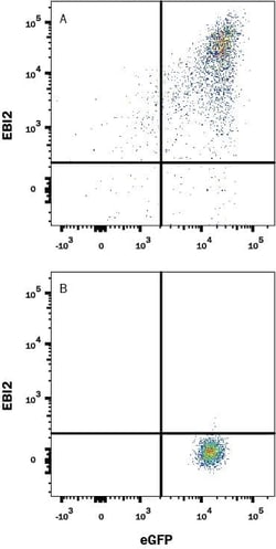 Invitrogen GPR183 Monoclonal Antibody (486633) 100 &mu;g; Unconjugated:Antibodies,