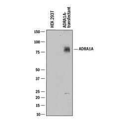 Invitrogen alpha-1a Adrenergic Receptor Monoclonal Antibody (518508) 100