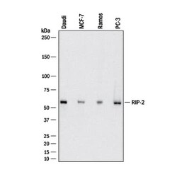 Invitrogen RIP2 Monoclonal Antibody (1018218) 100 &mu;g; Unconjugated:Antibodies,