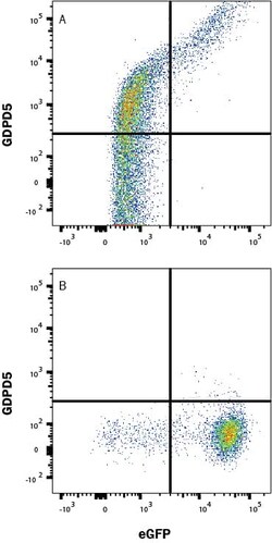 Invitrogen GDPD5 Monoclonal Antibody (506020) 100 &mu;g; Unconjugated:Antibodies,