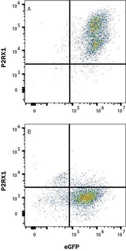 Invitrogen P2X1 Monoclonal Antibody (551820) 100 &mu;g; Unconjugated:Antibodies,