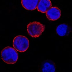 Invitrogen Galectin 8 Monoclonal Antibody (1003601) 100 &mu;g; Unconjugated:Antibodies,