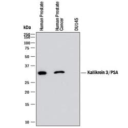 Invitrogen PSA Monoclonal Antibody (989729) 100 &mu;g; Unconjugated:Antibodies,