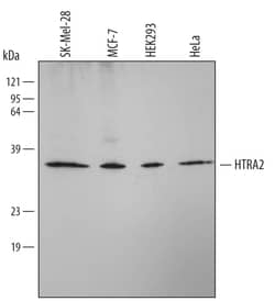 Invitrogen HTRA2 Monoclonal Antibody (229926) 100 &mu;g; Unconjugated:Antibodies,