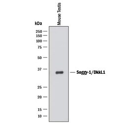 Invitrogen DKKL1 Monoclonal Antibody (192425) 500 &mu;g; Unconjugated:Antikörper