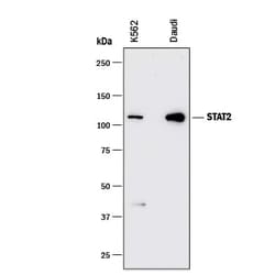 Invitrogen STAT2 Monoclonal Antibody (967425) 100 &mu;g; Unconjugated:Antibodies,