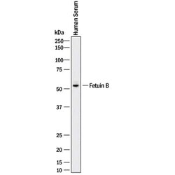 Invitrogen Fetuin B Monoclonal Antibody (212621) 500 &mu;g; Unconjugated:Antibodies,