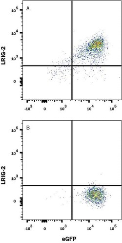 Invitrogen LRIG2 Monoclonal Antibody (990310) 100 &mu;g; Unconjugated:Antibodies,