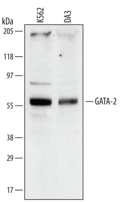Invitrogen GATA2 Monoclonal Antibody (527530) 100 &mu;g; Unconjugated:Antibodies,