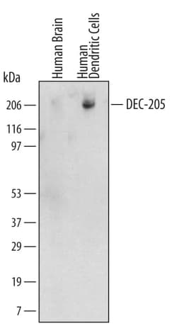 Invitrogen CD205 Monoclonal Antibody (523218) 100 &mu;g | Buy Online | Invitrogen&trade; | Fisher Scientific