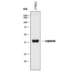 Invitrogen LGMN Monoclonal Antibody (301417) 100 &mu;g; Unconjugated:Antibodies,