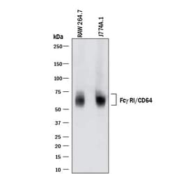 Invitrogen CD64 Monoclonal Antibody (290305) 100 &mu;g; Unconjugated:Antibodies,