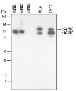 Invitrogen JNK1/JNK2 Monoclonal Antibody (252323) 100 &mu;g; Unconjugated:Antibodies,