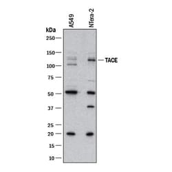 Invitrogen ADAM17 Monoclonal Antibody (136133) 500 &mu;g; Unconjugated:Antibodies,