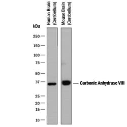 Invitrogen™ Carbonic Anhydrase VIII Monoclonal Antibody (308320)
