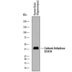 Invitrogen™ Carbonic Anhydrase X Monoclonal Antibody (862319)