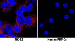 Invitrogen NKp44 Monoclonal Antibody (253424) 100 &mu;g; Unconjugated:Antibodies,