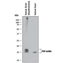 Invitrogen FGF1 Monoclonal Antibody (939902) 100 &mu;g; Unconjugated:Antibodies,