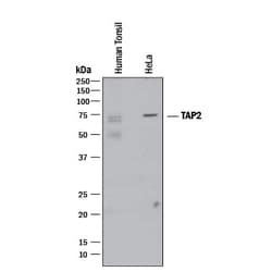 Invitrogen TAP2 Monoclonal Antibody (998524) 100 &mu;g; Unconjugated:Antikörper