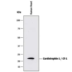 Invitrogen Cardiotrophin 1 Monoclonal Antibody (89221) 100 &mu;g; Unconjugated:Antibodies,