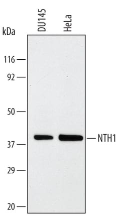 Invitrogen NTHL1 Monoclonal Antibody (208521) 100 &mu;g; Unconjugated:Antikörper