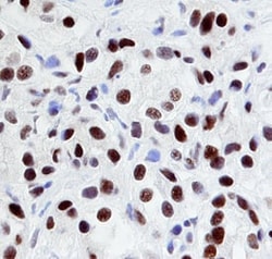 Invitrogen EGR1 Monoclonal Antibody (406913) 100 &mu;g; Unconjugated:Antibodies,