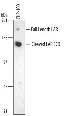 Invitrogen PTPRF Monoclonal Antibody (384727) 100 &mu;g; Unconjugated:Antibodies,