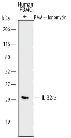 Invitrogen IL-32 Monoclonal Antibody (373802) 100 &mu;g; Unconjugated:Antibodies,