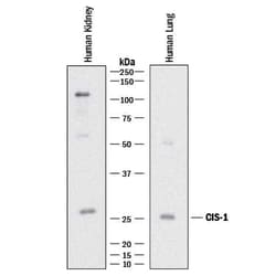 Invitrogen CIS Monoclonal Antibody (989616) 100 &mu;g; Unconjugated:Antibodies,