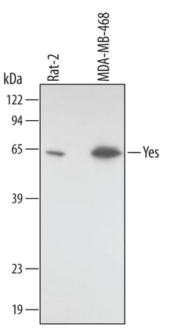 Invitrogen YES1 Monoclonal Antibody (339827) 100 &mu;g; Unconjugated:Antibodies,