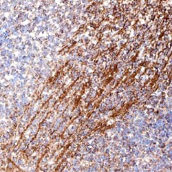 Invitrogen SEMA3F Monoclonal Antibody (741307) 100 &mu;g; Unconjugated:Antibodies,