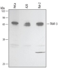 Invitrogen TRAF3 Isoform 2 Monoclonal Antibody (433113) 250 &mu;g; Unconjugated:Antibodies,