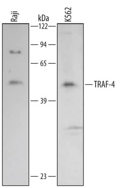 Invitrogen TRAF4 Monoclonal Antibody (433709) 250 &mu;g; Unconjugated:Antibodies,