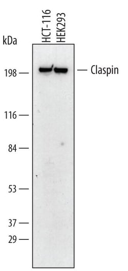 Invitrogen Claspin Monoclonal Antibody (485508) 100 &mu;g; Unconjugated:Antibodies,