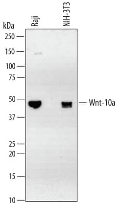 Invitrogen WNT10A Monoclonal Antibody (342811) 100 &mu;g; Unconjugated:Antibodies,