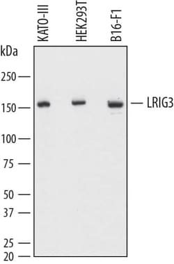 Invitrogen LRIG3 Monoclonal Antibody (814834) 100 &mu;g; Unconjugated:Antibodies,