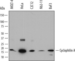 Invitrogen Cyclophilin A Monoclonal Antibody (817815) 100 &mu;g; Unconjugated:Antibodies,