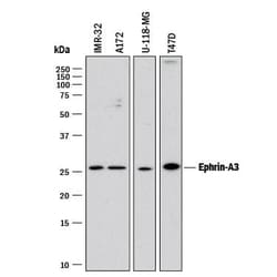 Invitrogen Ephrin A3 Monoclonal Antibody (80814) 500 &mu;g; Unconjugated:Antibodies,