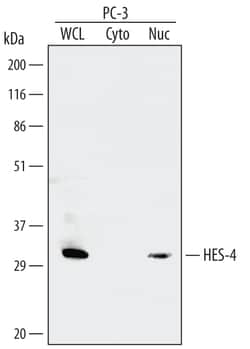 Invitrogen HES4 Monoclonal Antibody (455237) 100 &mu;g; Unconjugated:Antibodies,