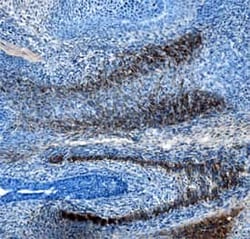 Invitrogen SLIT3 Monoclonal Antibody (782619) 100 &mu;g; Unconjugated:Antibodies,