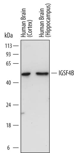 Invitrogen CADM3 Monoclonal Antibody (730014) 100 &mu;g; Unconjugated:Antibodies,
