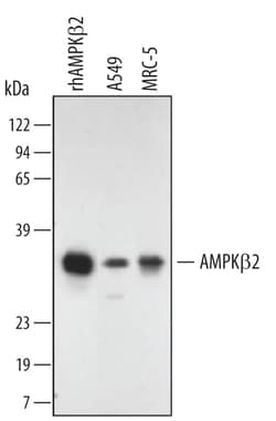 Invitrogen AMPK beta-2 Monoclonal Antibody (376938) 100 &mu;g; Unconjugated:Antibodies,