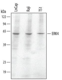 Invitrogen MAPK4 Monoclonal Antibody (355810) 100 &mu;g; Unconjugated:Antikörper