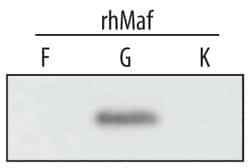 Invitrogen MAFG Monoclonal Antibody (370412) 100 &mu;g; Unconjugated:Antibodies,
