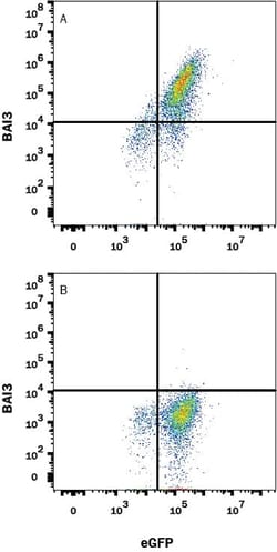Invitrogen BAI3 Monoclonal Antibody (409611) 100 &mu;g; Unconjugated:Antibodies,