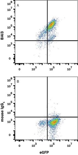 Invitrogen BAI3 Monoclonal Antibody (409633) 100 &mu;g; Unconjugated:Antibodies,