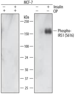 Invitrogen Phospho-IRS1 (Ser616) Monoclonal Antibody (738710) 100 &mu;g;