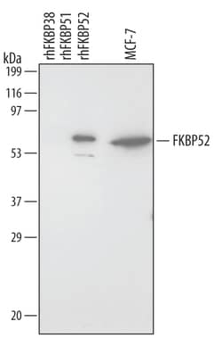 Invitrogen FKBP4 Monoclonal Antibody (425123) 100 &mu;g; Unconjugated:Antibodies,