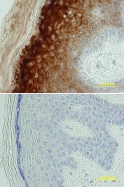 Invitrogen BACE2 Monoclonal Antibody (391017) 100 &mu;g; Unconjugated:Antibodies,
